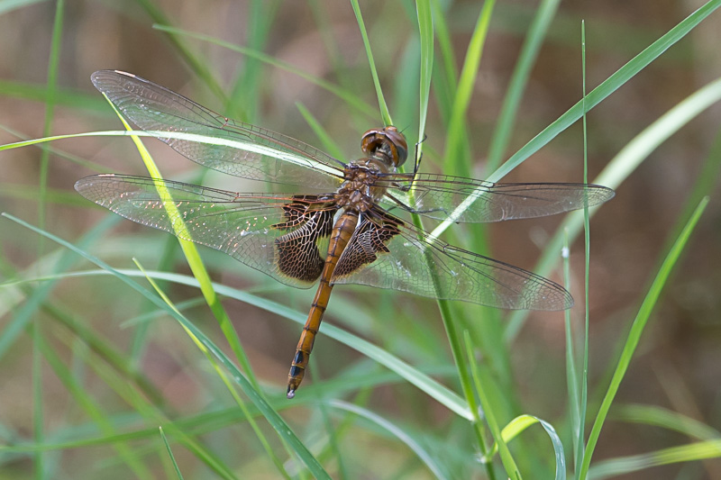 Red Saddlebags